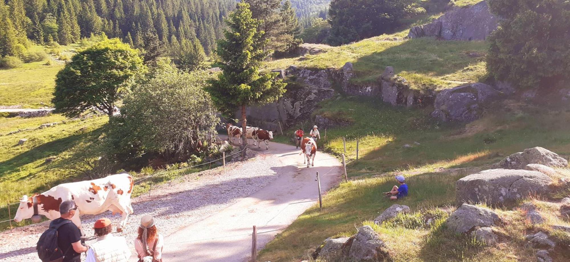 Munster Camping De La Fecht Zewnętrze zdjęcie
